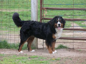 Bainbridges Berners Sire Bainbridge's Diesel 12/12/12-7/9/20