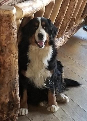 Bainbridges Berners Dam Bainbridges Axels Rose