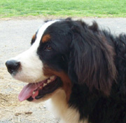 Brody, one of our Bernese Mountain Dog sires