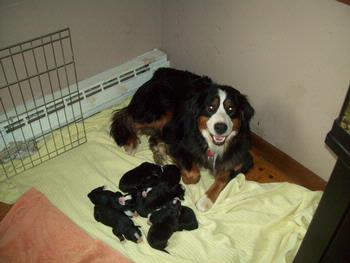 Bernese Mountain Dog Dam