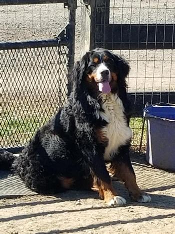 Bainbridges Berners Dam Bainbridges Aspen of Chesterfield