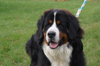 Bernese Mountain Dog Dam