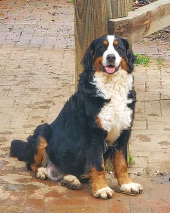 Bainbridges Berners Dam Lamchicks Touch of Class