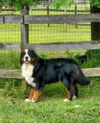 Bainbridges Berners Sire Champion Bainbridge's Later Gator