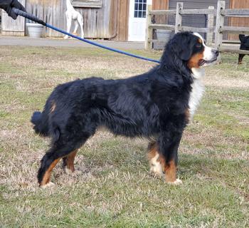 Bainbridges Berners Sire Bainbridges Kentucky Blues